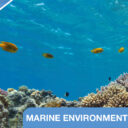 IMO MEPC 83 Committee banner - Marine Environment Protection Committee